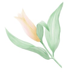 Fototapeta na wymiar Watercolor illustration of a yellow lily bud opening, an isolated decorative element