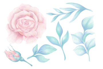 Watercolor illustrations on a plant theme, rose and leaves on a white background, decorative elements