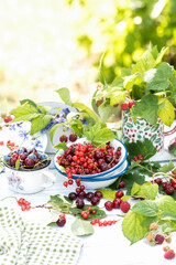 Freshly gathered juicy red currants, cherries, raspberries, blueberries in a white metal plate and cup in garden on sunny day, berries on a white wooden table in background of red currant shrub outdoo