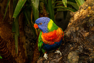 rainbow lorikeet on a branch