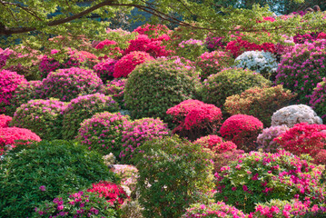 根津神社のツツジ祭り