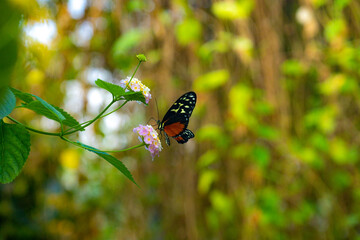 butterfly on a flower