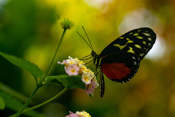 Obraz premium butterfly on a flower