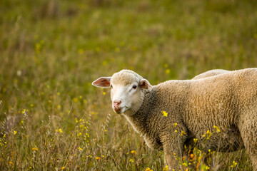 Naklejka na ściany i meble Sheep in a field