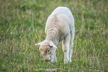 Naklejka na ściany i meble Baby sheep in a field