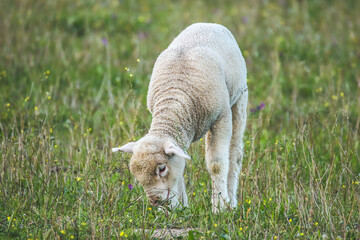 Baby sheep in a field