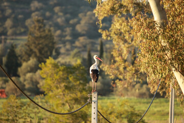 stork standing on a pole next to a field at the sunset © nvphoto