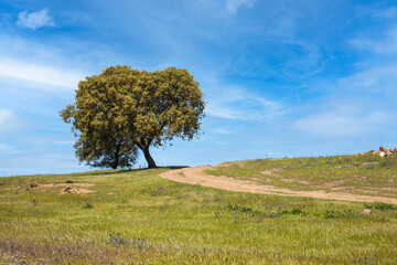 Fototapeta premium Cork oak alone in a field