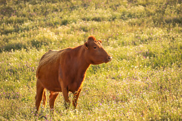 Brown cow on a meadow at the sunset