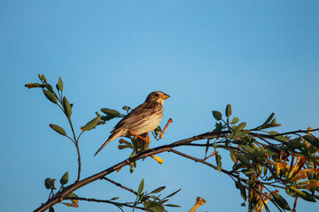 The Corn Bunting on a branch of a tree. Bird in a branch