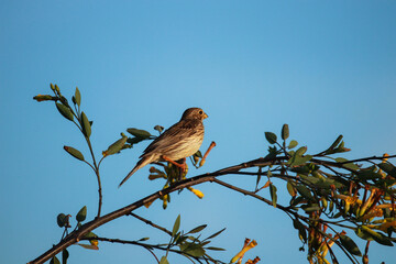 The Corn Bunting on a branch of a tree. Bird in a branch