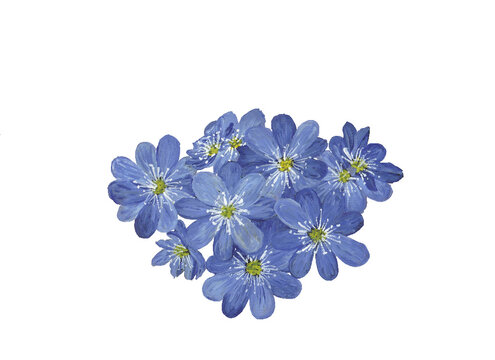 Hepatica ,blue purple small flowers that frower in spring.  Cut off from my original drawing, gouache + watercolor.