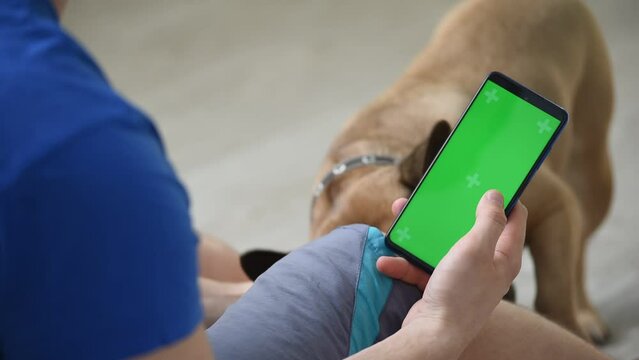 A hand holds a green screen phone to consult a veterinarian or do some shopping for french bulldog.