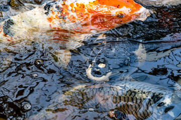 Koi fish close up