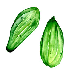Green cucumber plant watercolor illustration on white