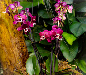 orchid flower