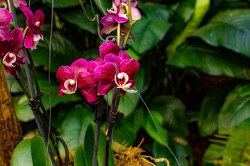 orchid flower