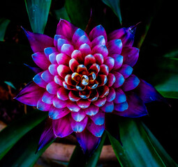 Flower looks like a painting
