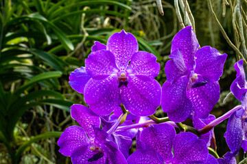 Orchid