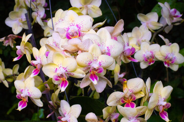 Orchid