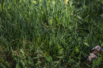 Transparent dew drops in the grass on a summer morning. Green grass with drops of fresh morning dew in juicy green grass, Selective focus.