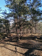 Ancient Swedish pine forest