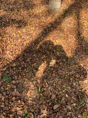 autumn leaves on the ground