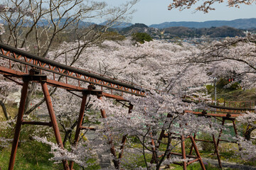 Fototapeta na wymiar Cherry blossoms and slope car railway at Funaoka Castle Ruins Park, Miyagi, Japan