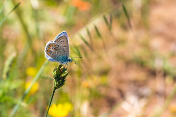 Blue butterfly on flower