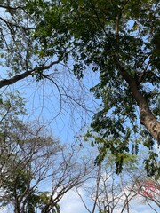 trees and sky
