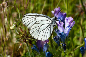 White butterfly on a purple flower