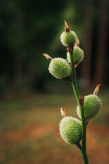 the canna edulis fruit of the canna indica plant and commonly known as the indian shot