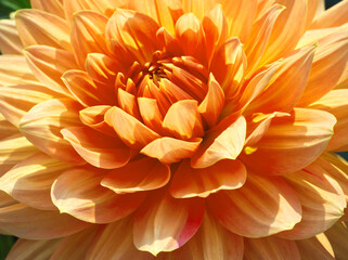 Macro of orange dahlia flower. Beautiful orange daisy flower and petals. Chrysanthemum with vibrant petals. Floral close up. Orange aesthetic. Floral pattern. Autumn garden. Romance card, layout.