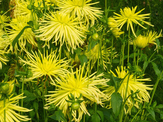 Autumn flowers field landscape. Yellow dahlia flowers. Beautiful yellow flowers on green leaves background. Bouquet of yellow dahlia. Chrysanthemum on green meadow. Natural layout. Yellow aesthetic