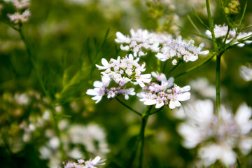 Flower of a coriander plant in a sunny day