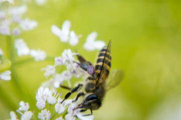 A bee collecting nectar from flower of coriander