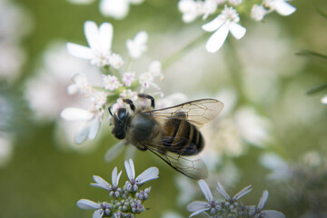 A bee collecting nectar from flower of coriander