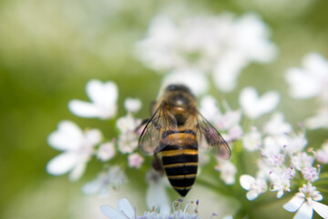 A bee collecting nectar from flower of coriander