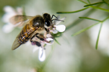 A bee collecting nectar from flower of coriander