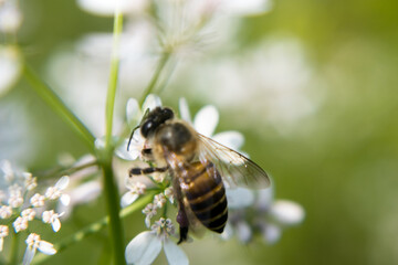 A bee collecting nectar from flower of coriander