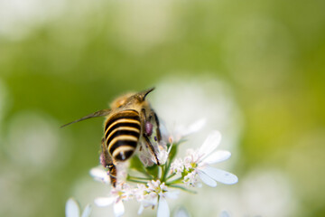 A bee collecting nectar from flower of coriander
