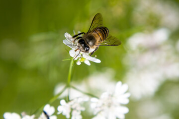 A bee collecting nectar from flower of coriander