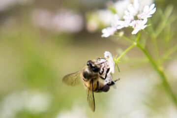 A bee collecting nectar from flower of coriander