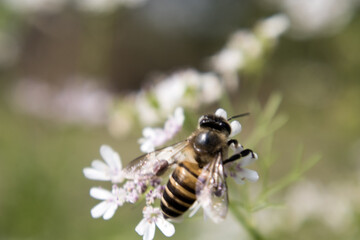 A bee collecting nectar from flower of coriander