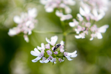 Flower of a coriander plant in a sunny day