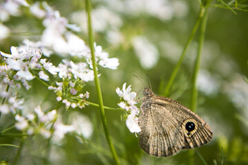 Fototapeta premium A brown butterfly in the flower of coriander