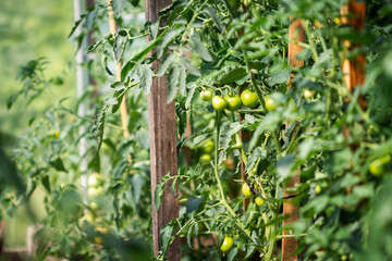 Green tomatoes growing on a branch in a greenhouse.