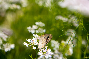 A brown butterfly in the flower of coriander