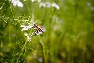 A bee collecting nectar from flower of coriander