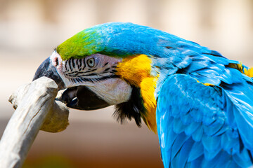 Blue parrot sharpening it's beak